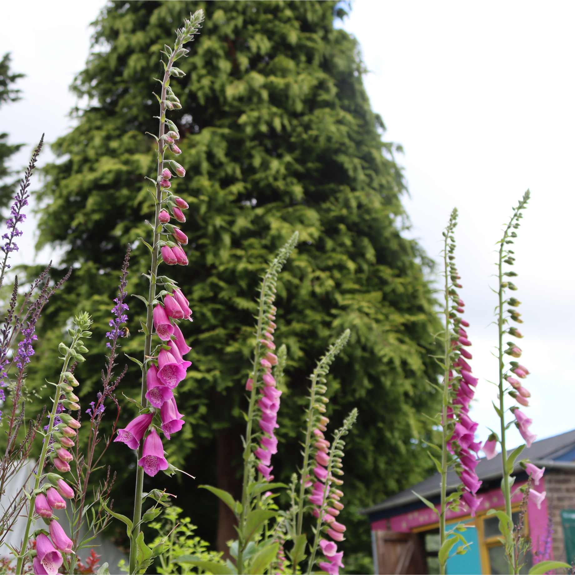 Pink Foxglove | Digitalis 'Pink Panther' - Image 2