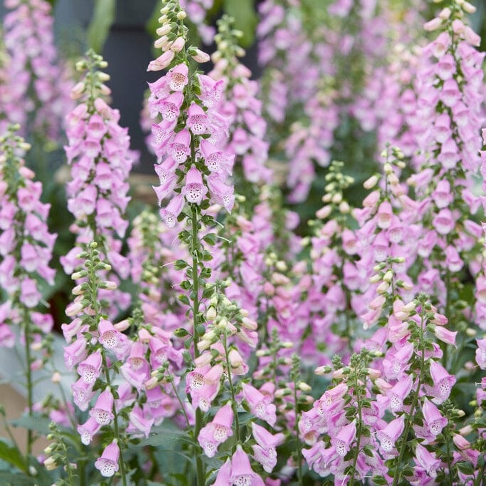Pink Foxglove | Digitalis 'Pink Panther' - Image 3