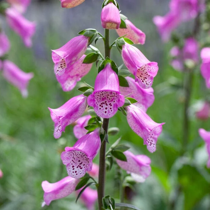 Pink Foxglove | Digitalis 'Pink Panther' - Image 4