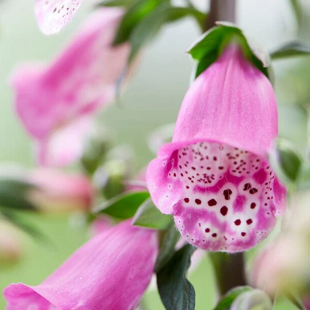 Pink Foxglove | Digitalis 'Pink Panther' - Image 5