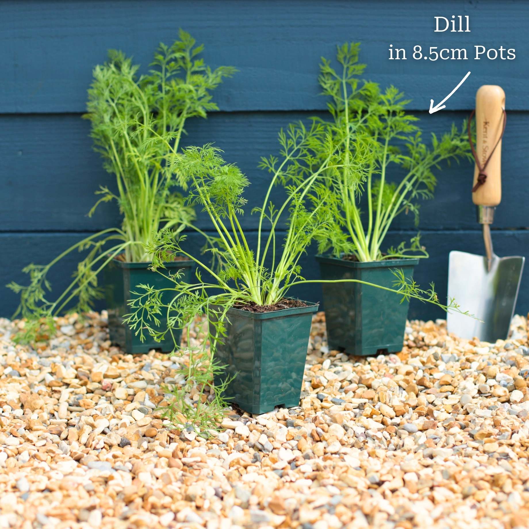 Dill Plant - Image 6