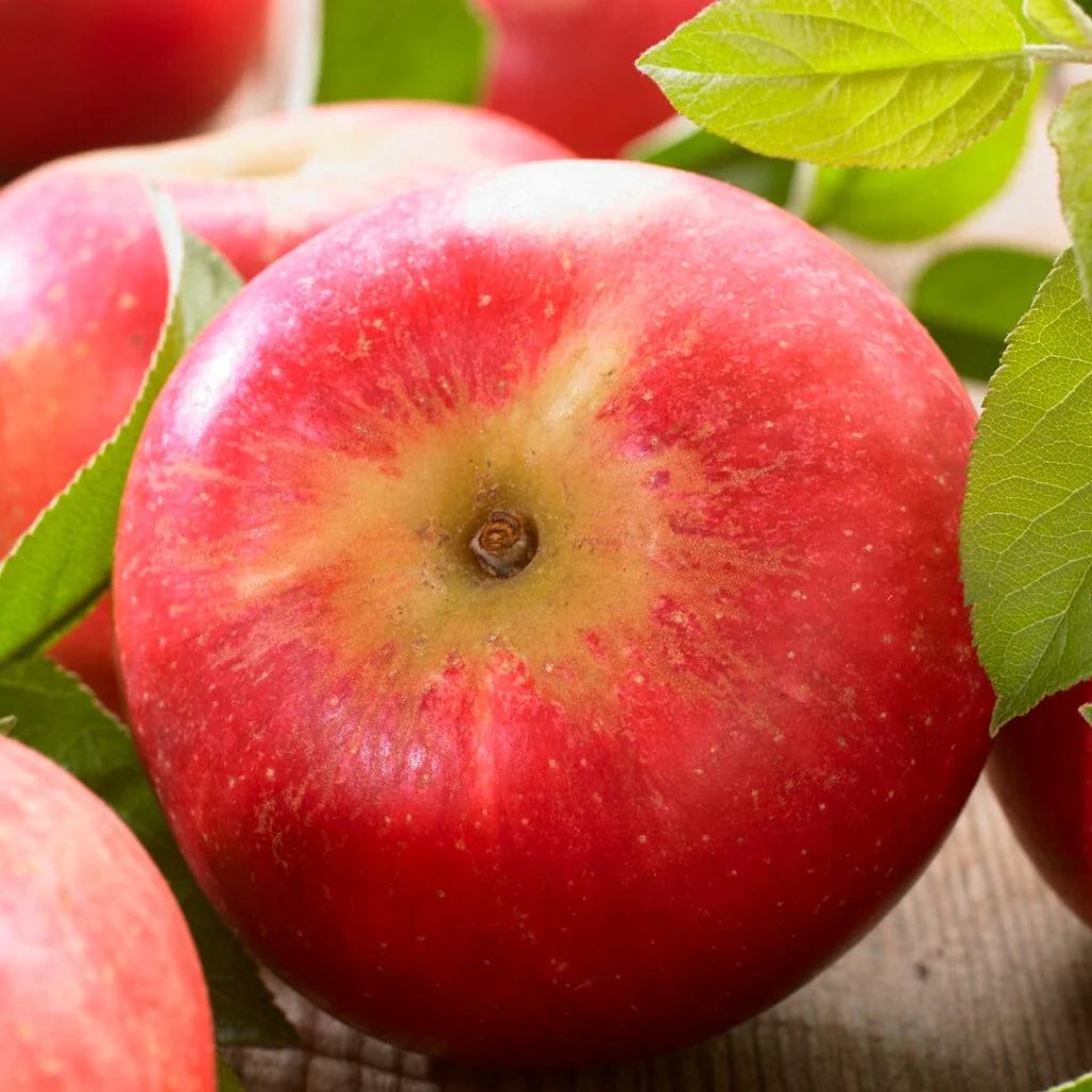 'Discovery' Apple Tree - Image 10