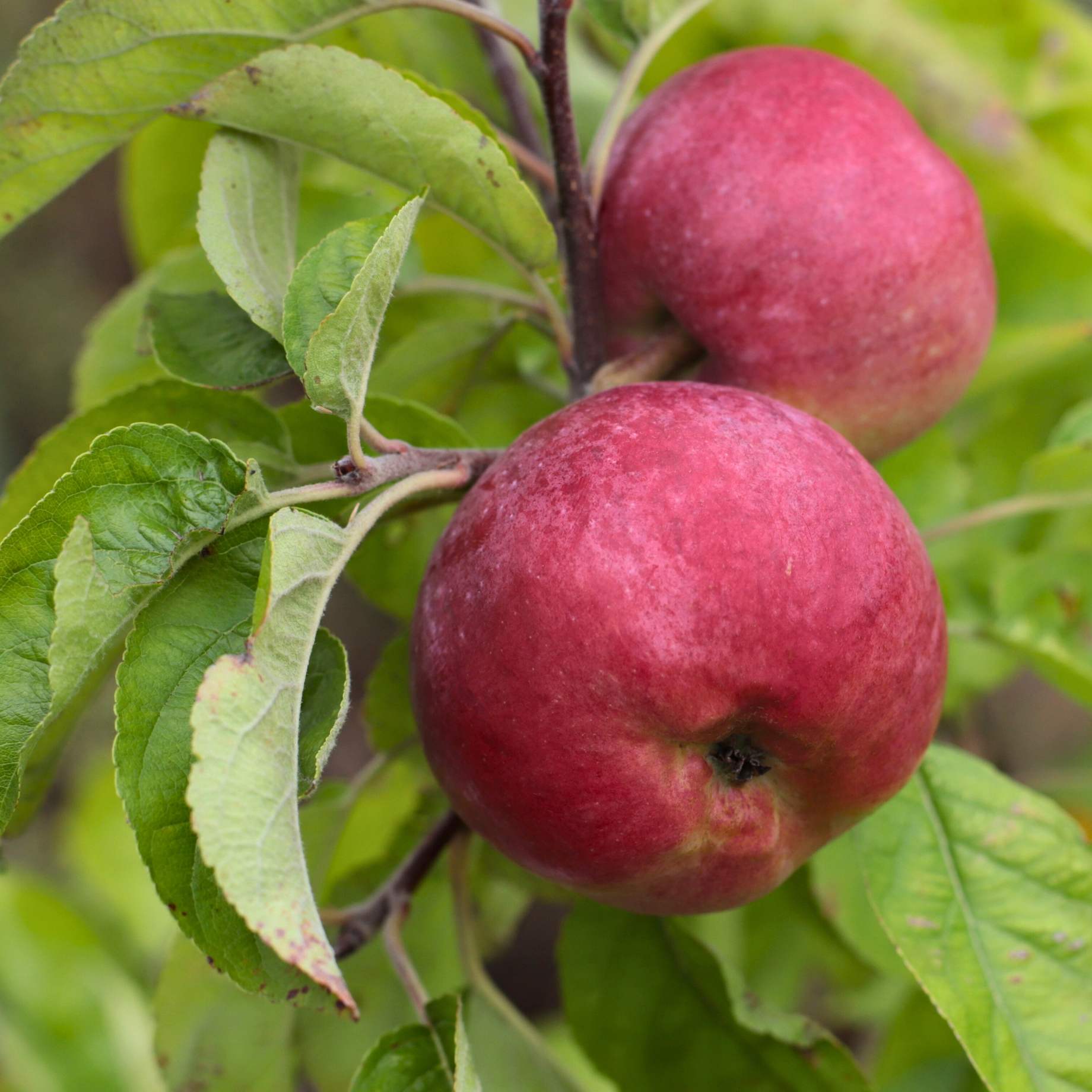'Discovery' Apple Tree - Image 2