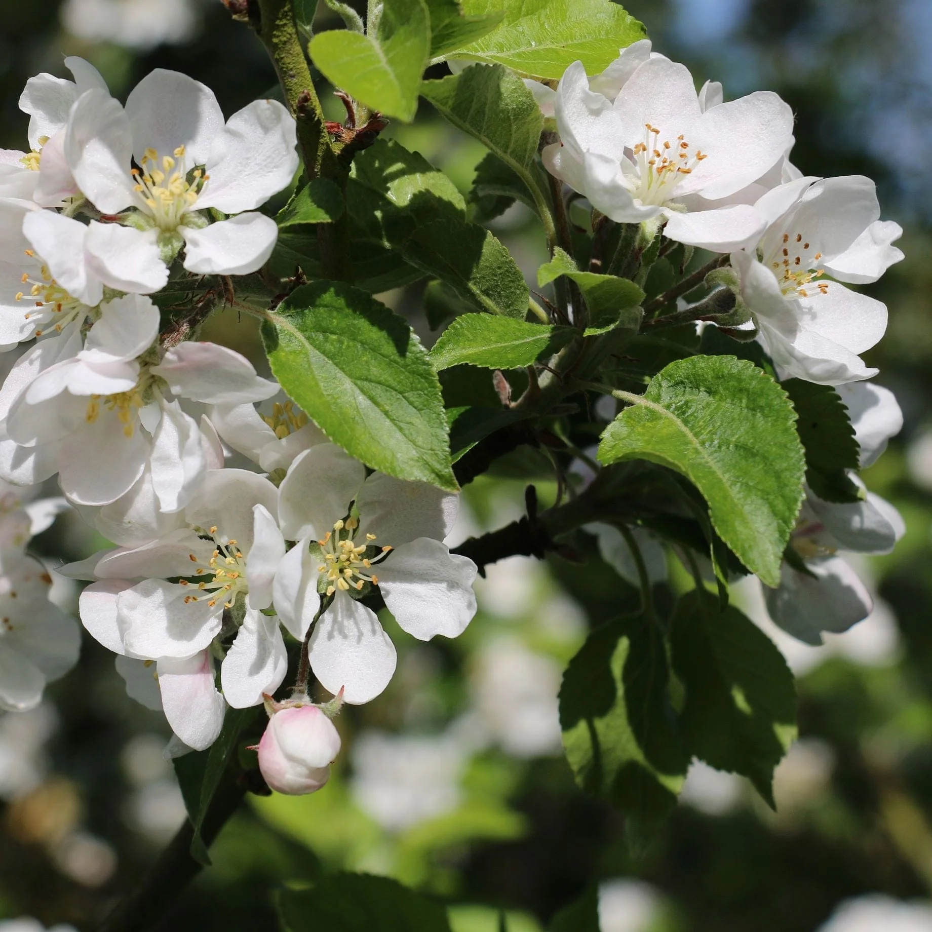 'Discovery' Apple Tree - Image 3