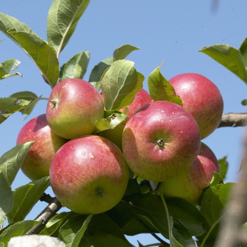 'Discovery' Apple Tree - Image 5