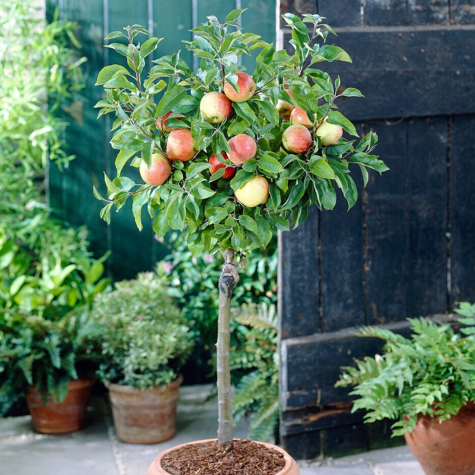 'Discovery' Apple Tree - Image 6