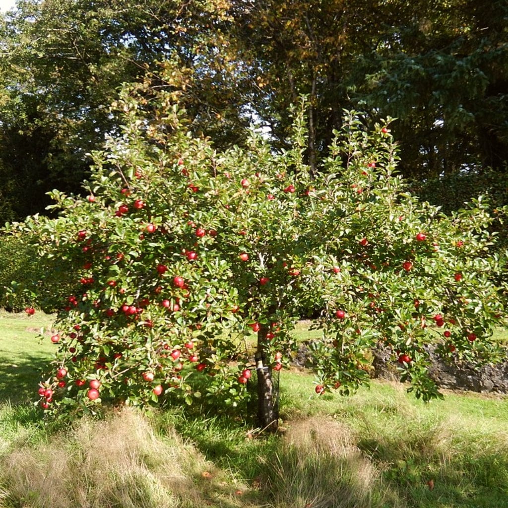 'Discovery' Apple Tree - Image 8