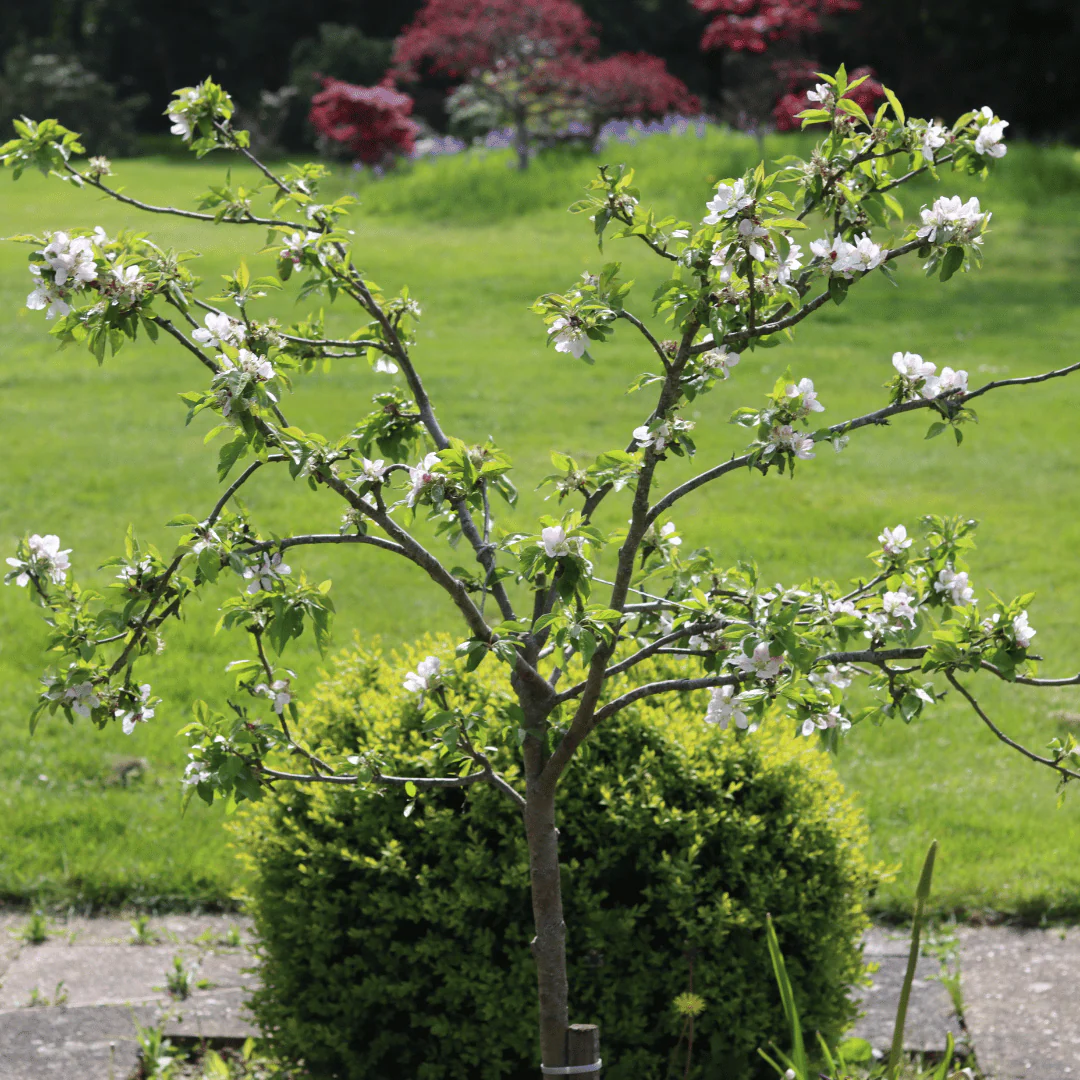 'Discovery' Apple Tree - Image 9