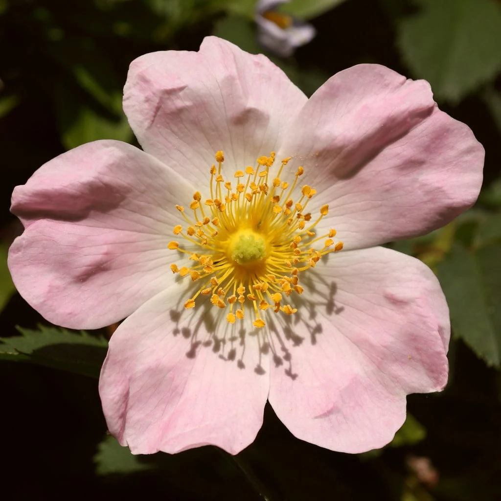 Dog Rose Hedging | Rosa canina - Image 2