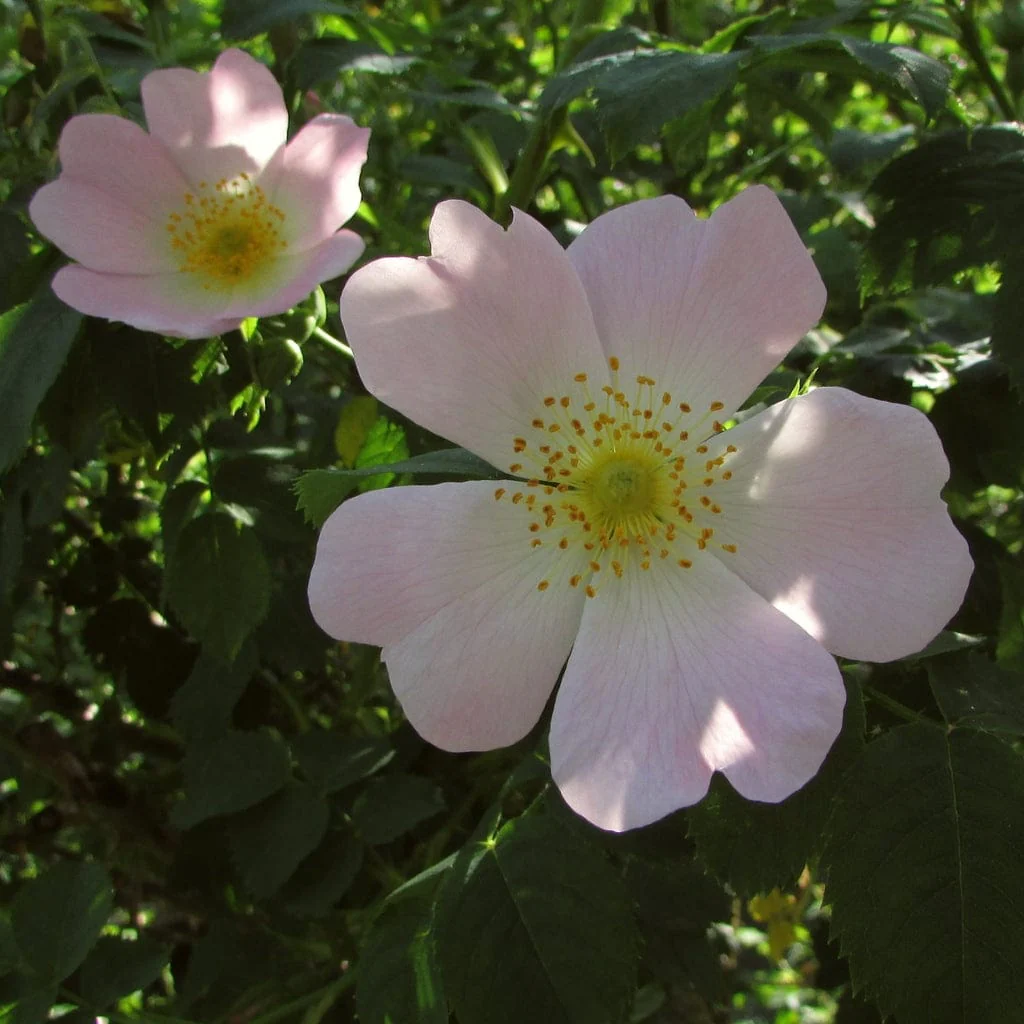 Dog Rose Hedging | Rosa canina - Image 5