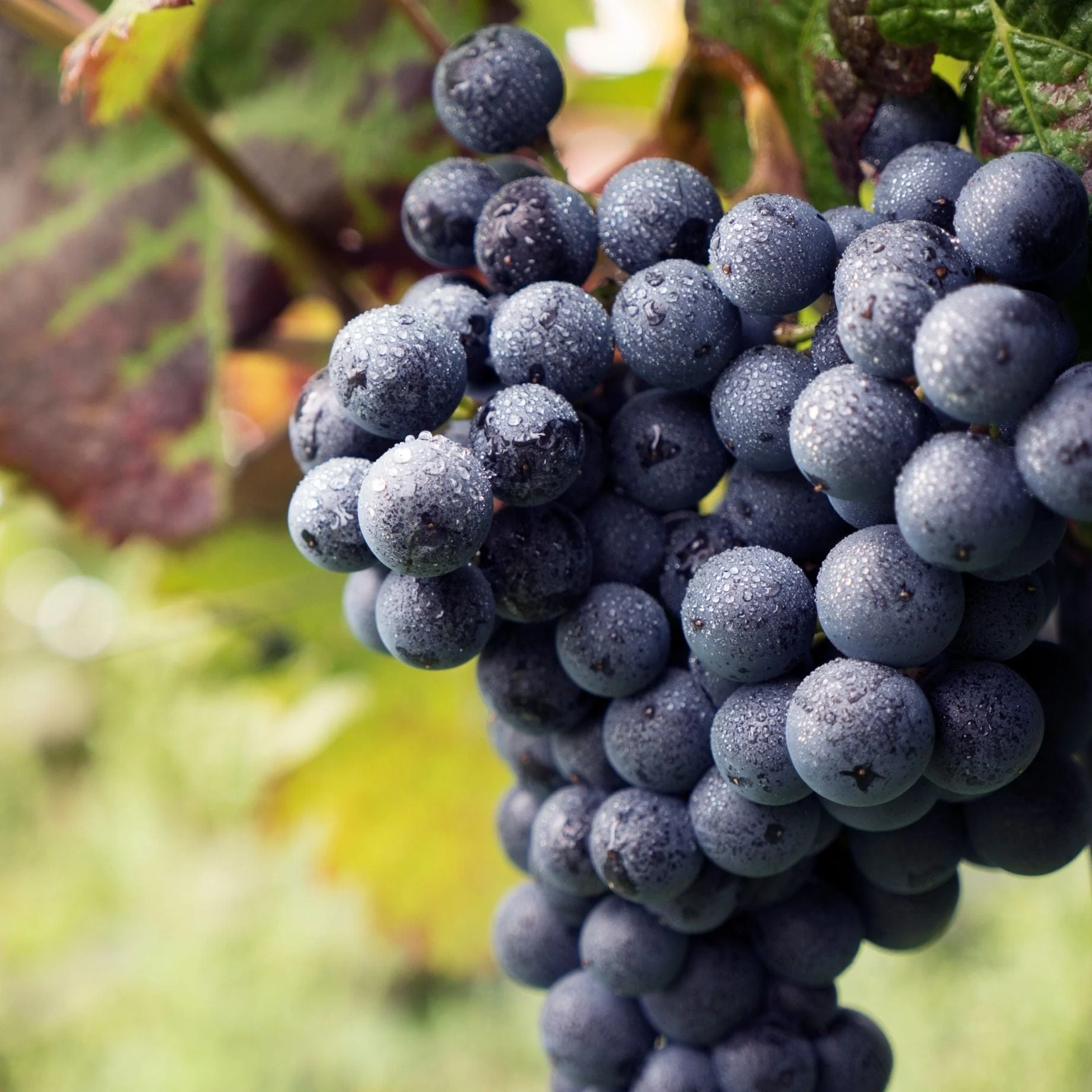 'Dornfelder' Grape Vine