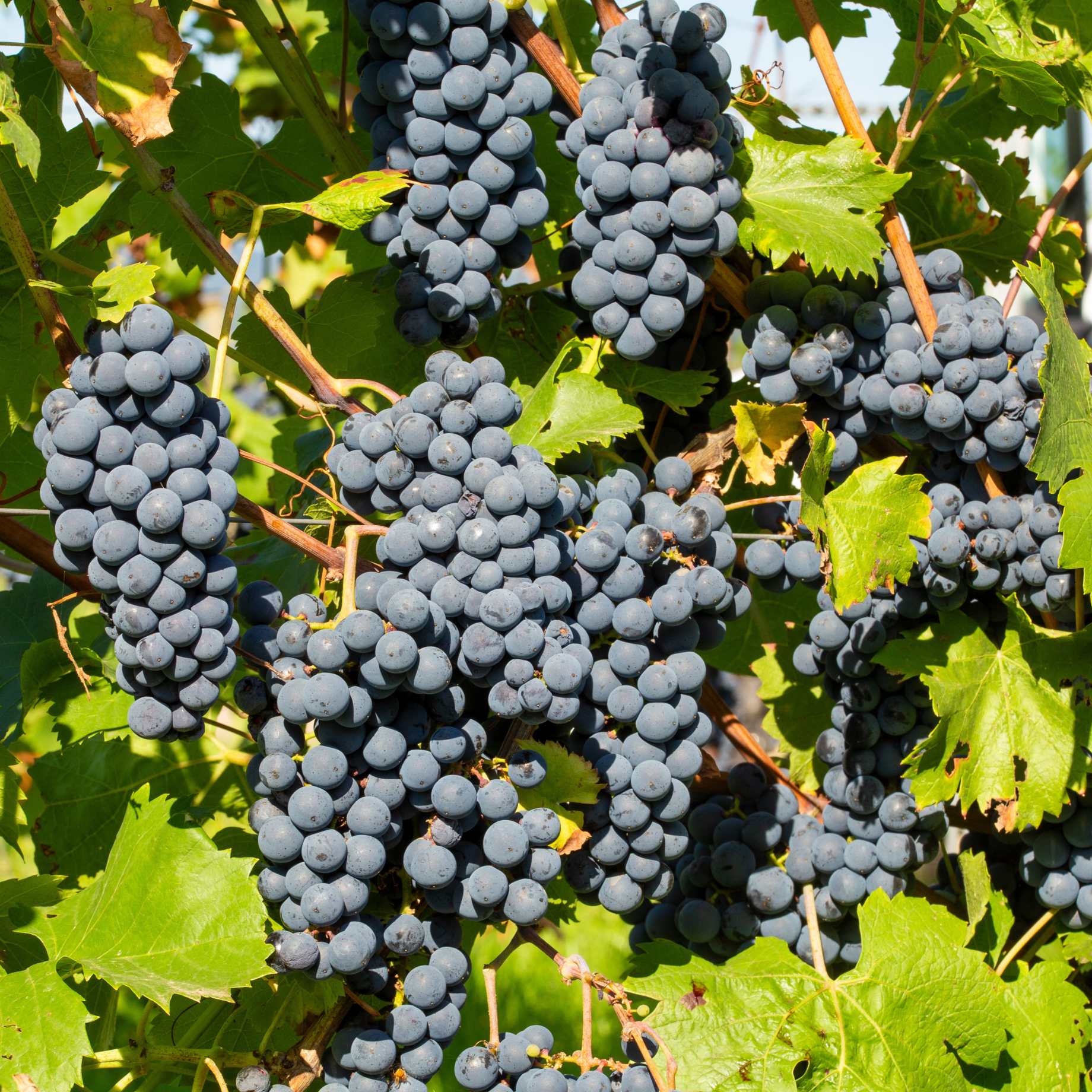 'Dornfelder' Grape Vine - Image 2