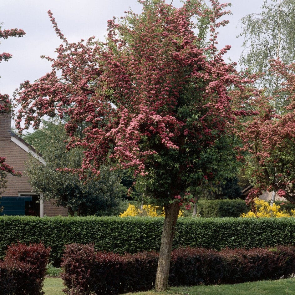 Double Pink Hawthorn Tree | Crataegus laevigata 'Rosea Flore Pleno' - Image 2
