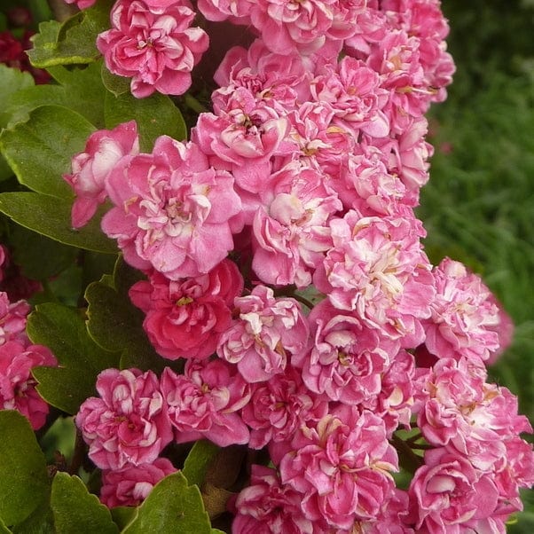 Double Pink Hawthorn Tree | Crataegus laevigata 'Rosea Flore Pleno' - Image 3