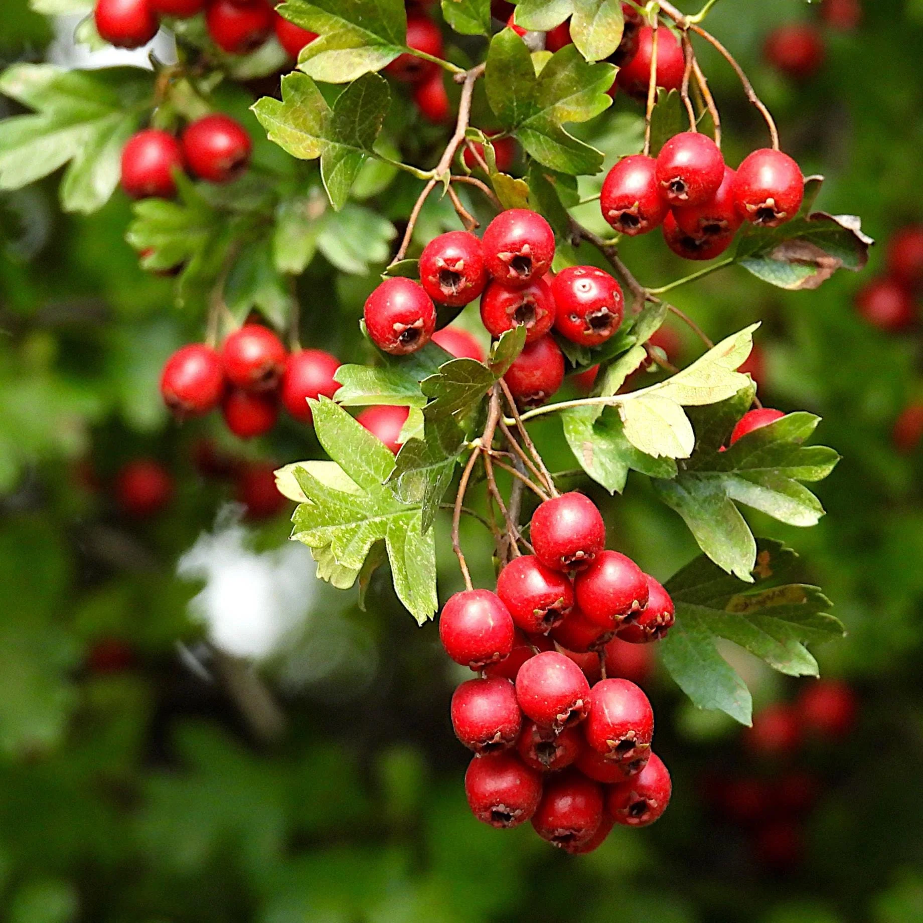 Double Pink Hawthorn Tree | Crataegus laevigata 'Rosea Flore Pleno' - Image 5