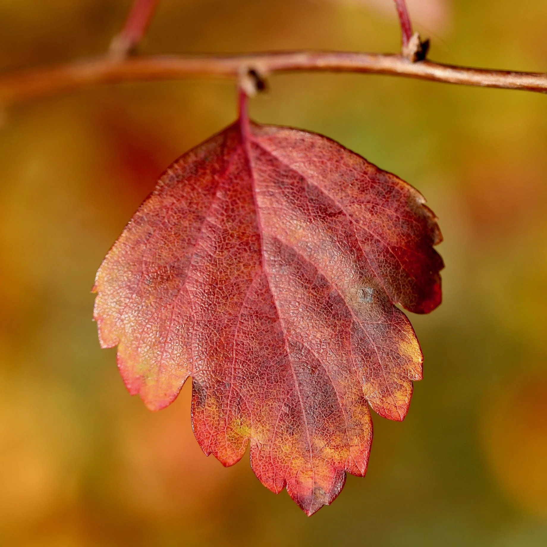 Double Pink Hawthorn Tree | Crataegus laevigata 'Rosea Flore Pleno' - Image 6