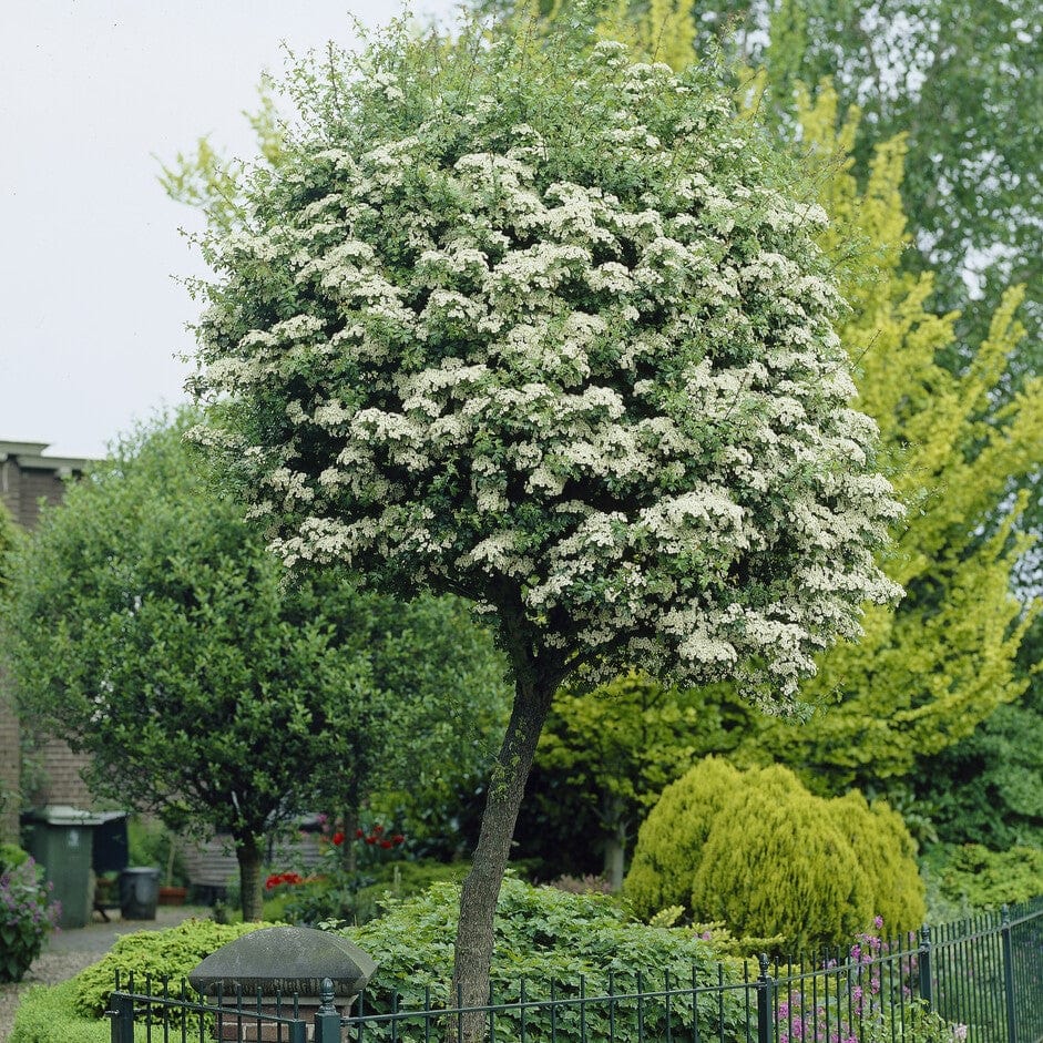 Double White Hawthorn Tree | Crataegus laevigata 'Plena'