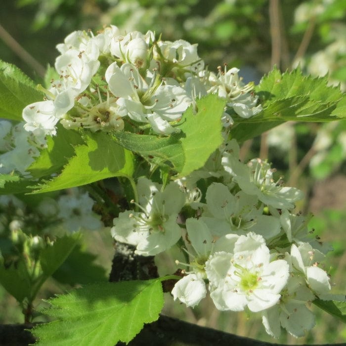 Double White Hawthorn Tree | Crataegus laevigata 'Plena' - Image 2