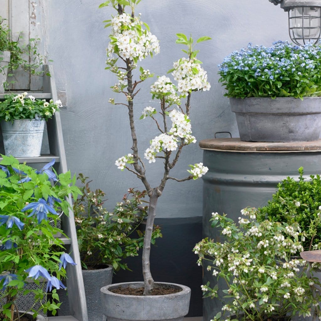 'Doyenné Du Comice' Pear Tree - Image 4
