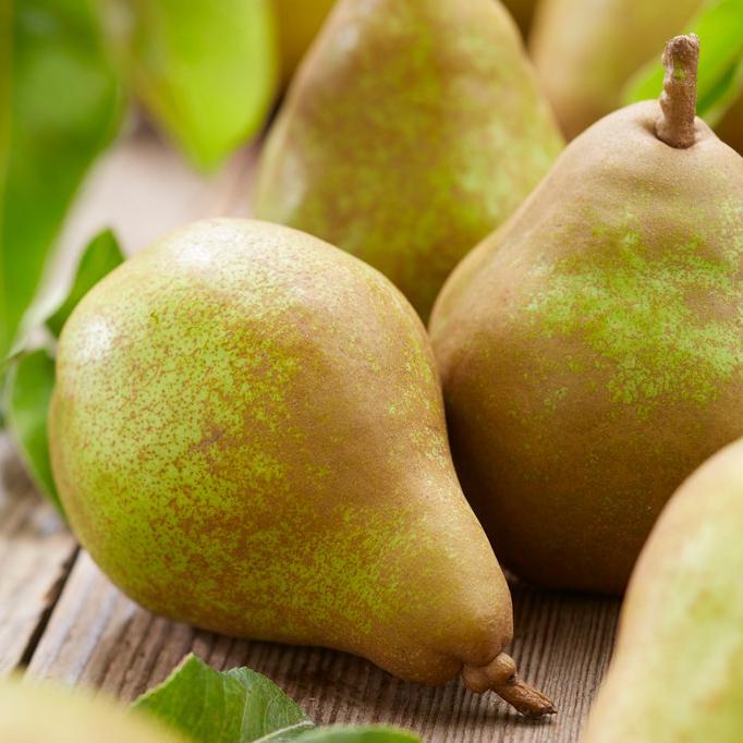 'Doyenné Du Comice' Pear Tree - Image 5