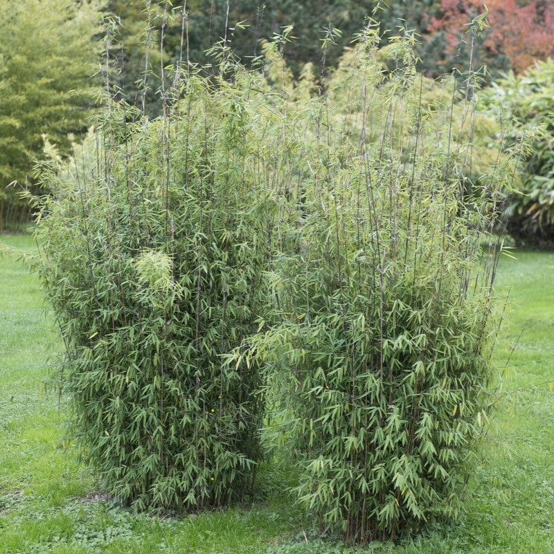 Dragon Head Bamboo | Fargesia rufa - Image 3