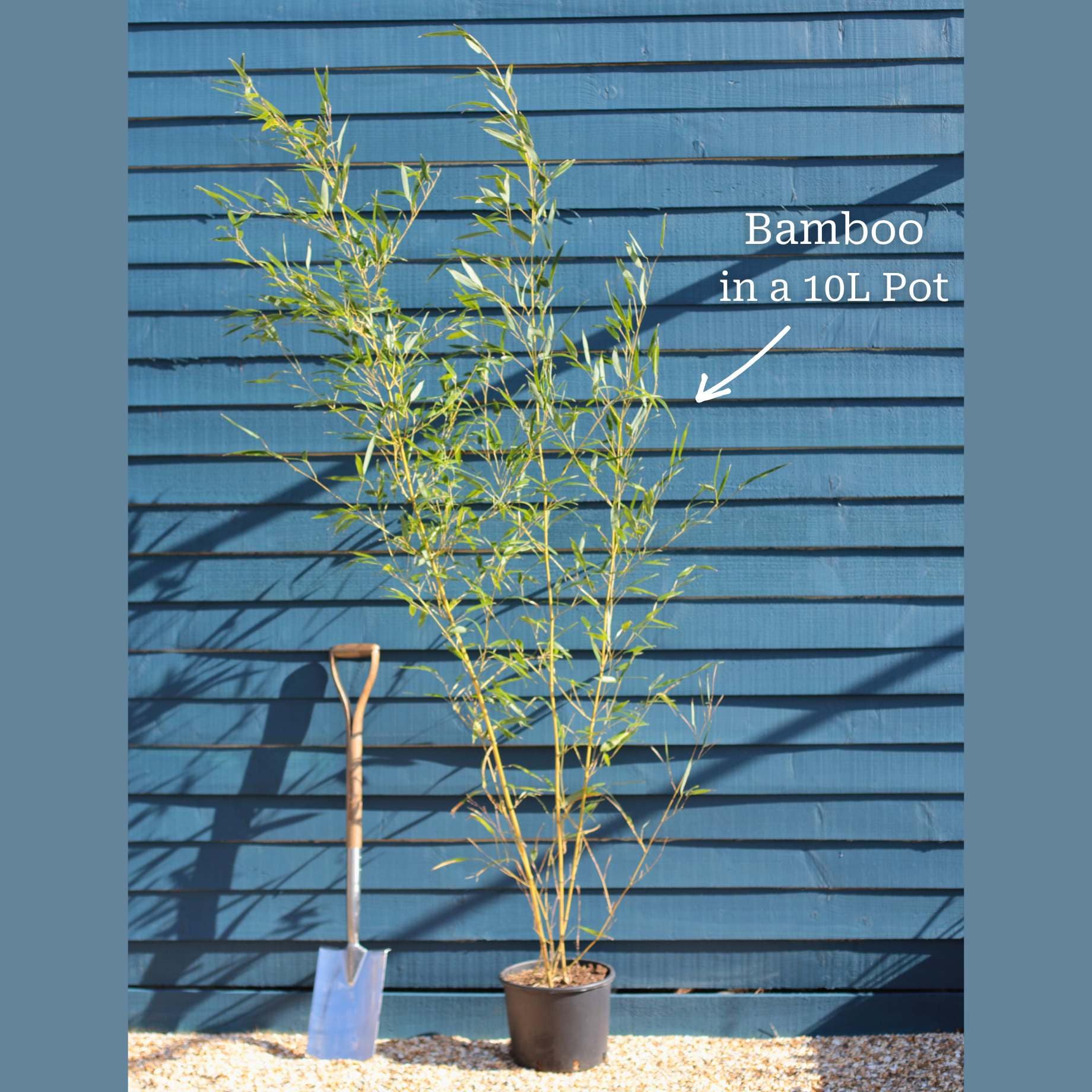 Black Bamboo | Phyllostachys nigra - Image 5