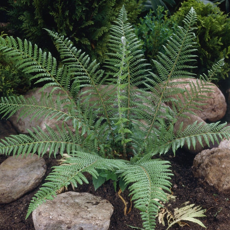 Crested Wood Fern | 'Cristata The King'