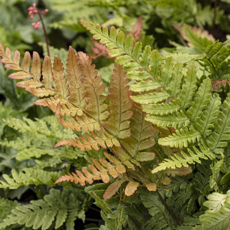 Autumn Fern | Dryopteris erythrosora 'Brilliance'
