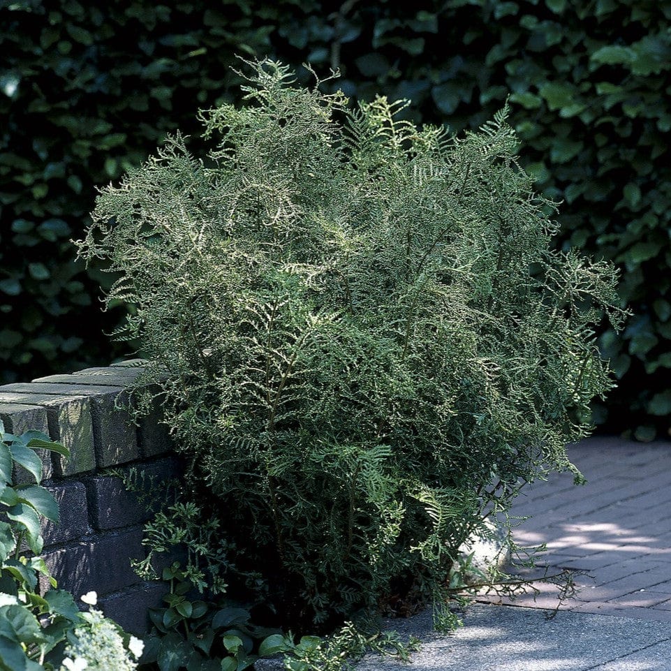 Lace Fern | Dryopteris Linearis Polydactila - Image 2
