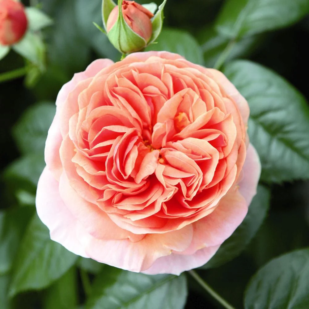 'Duchess of Cornwall' Hybrid Tea Rose - Image 3