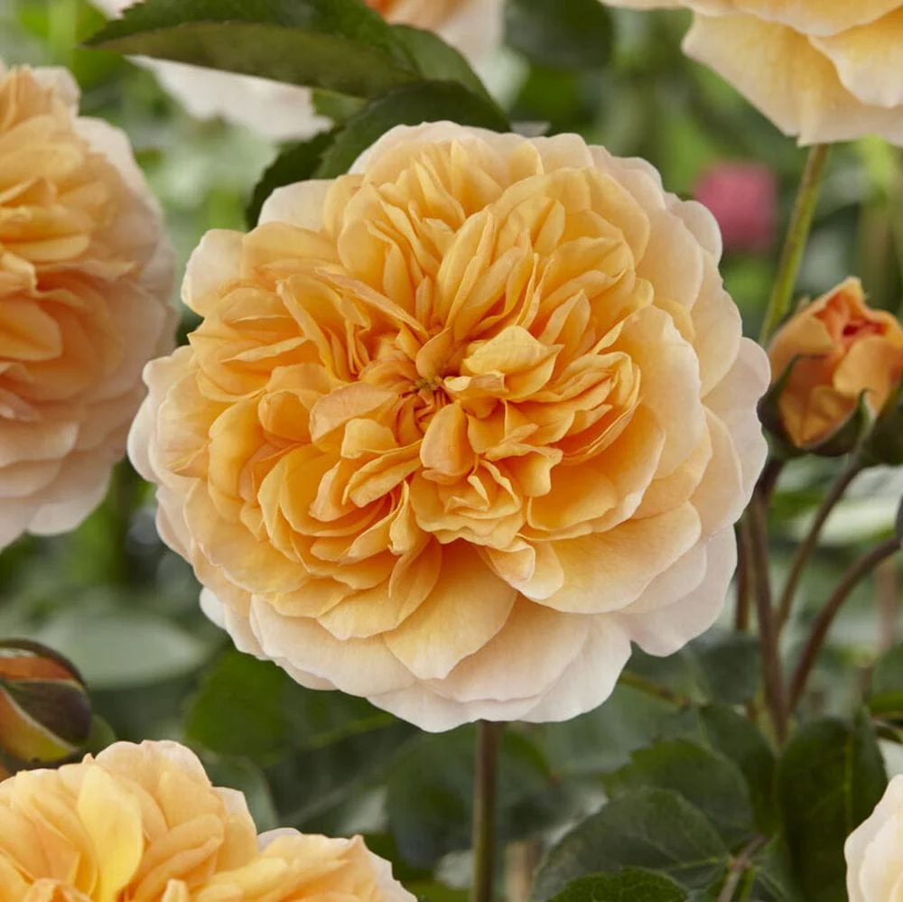'Duchess of Cornwall' Hybrid Tea Rose - Image 4