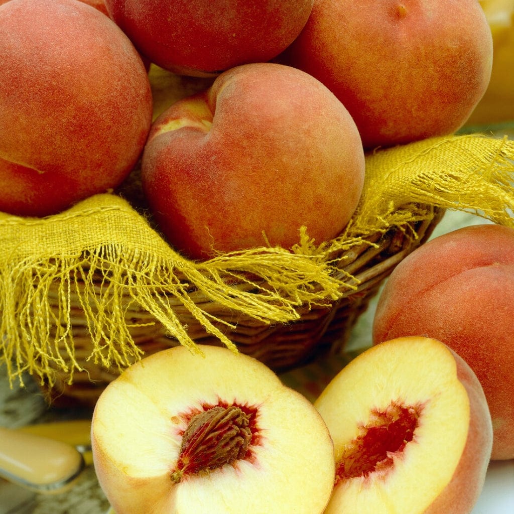 'Duke of York' Peach Tree - Image 2