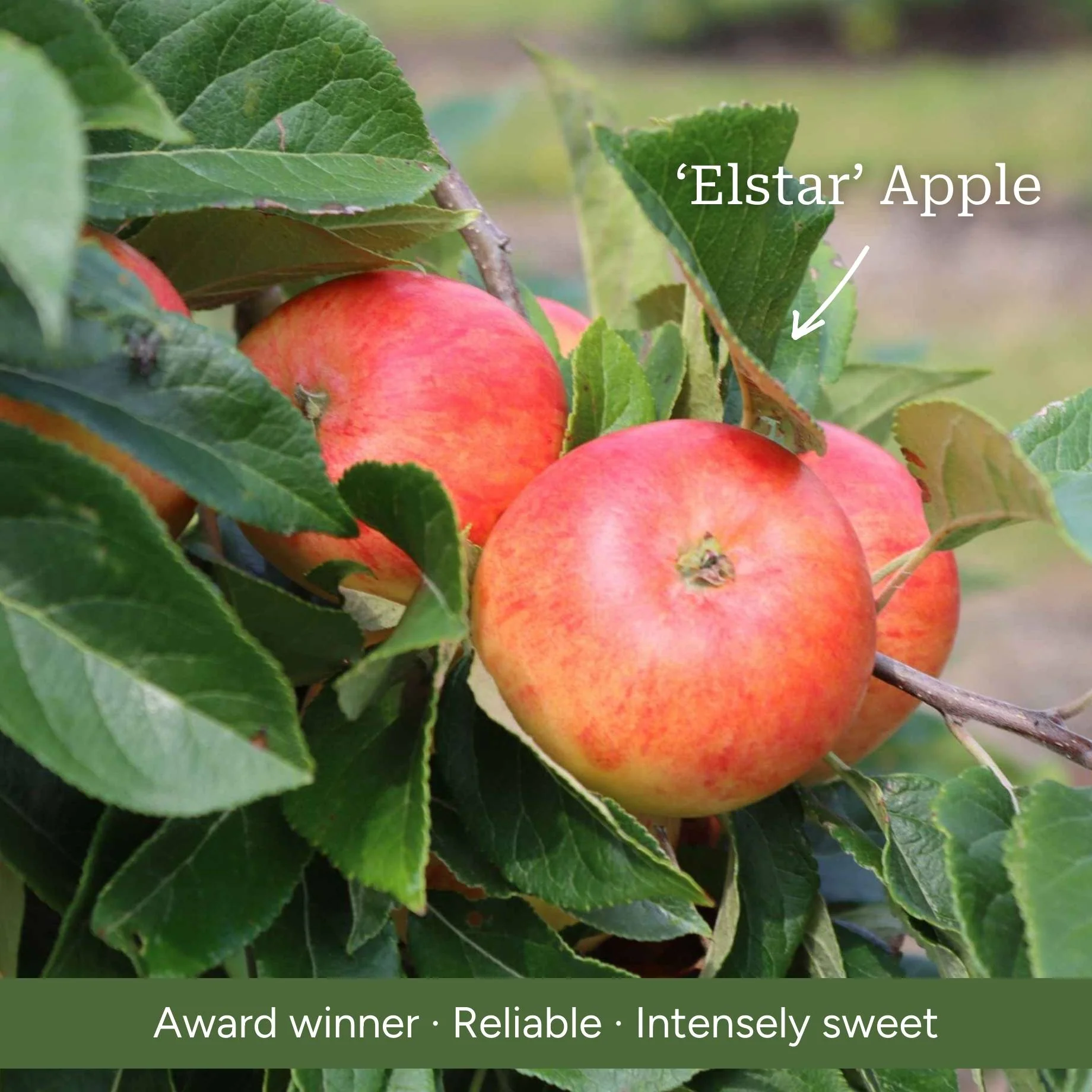 Duo Apple Tree | 'Cox's Orange Pippin' & 'Elstar' - Image 5