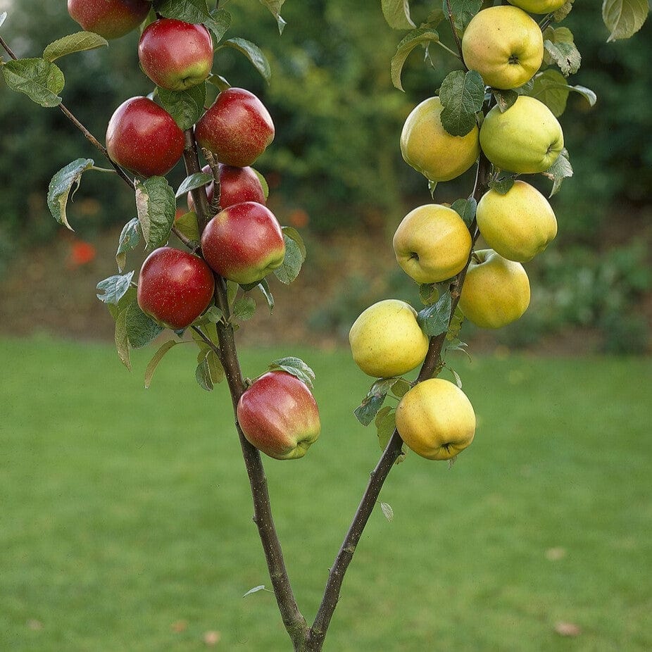 Duo Apple Tree | 'Cox's Orange Pippin' & 'Golden Delicious'