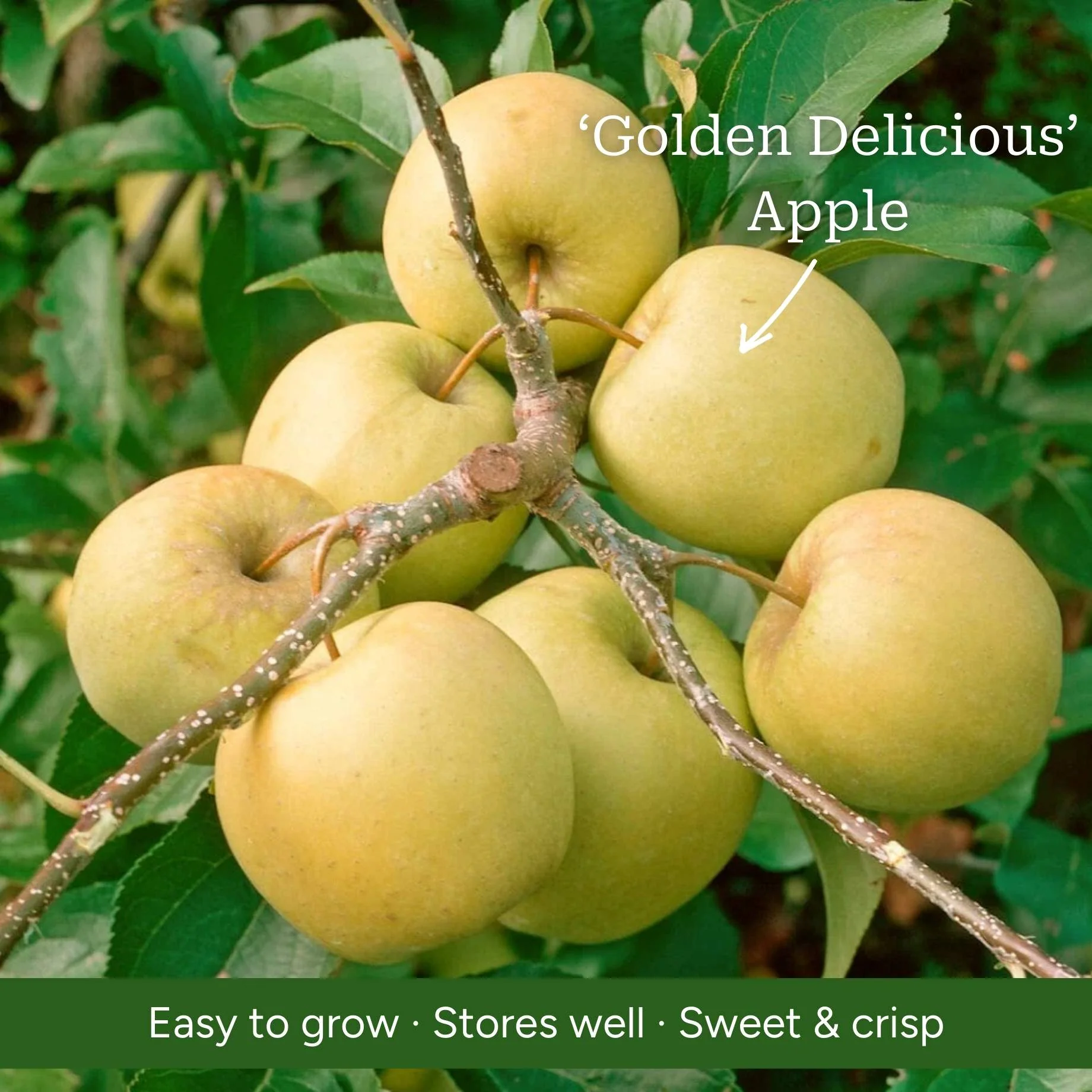 Duo Apple Tree | 'Cox's Orange Pippin' & 'Golden Delicious' - Image 5