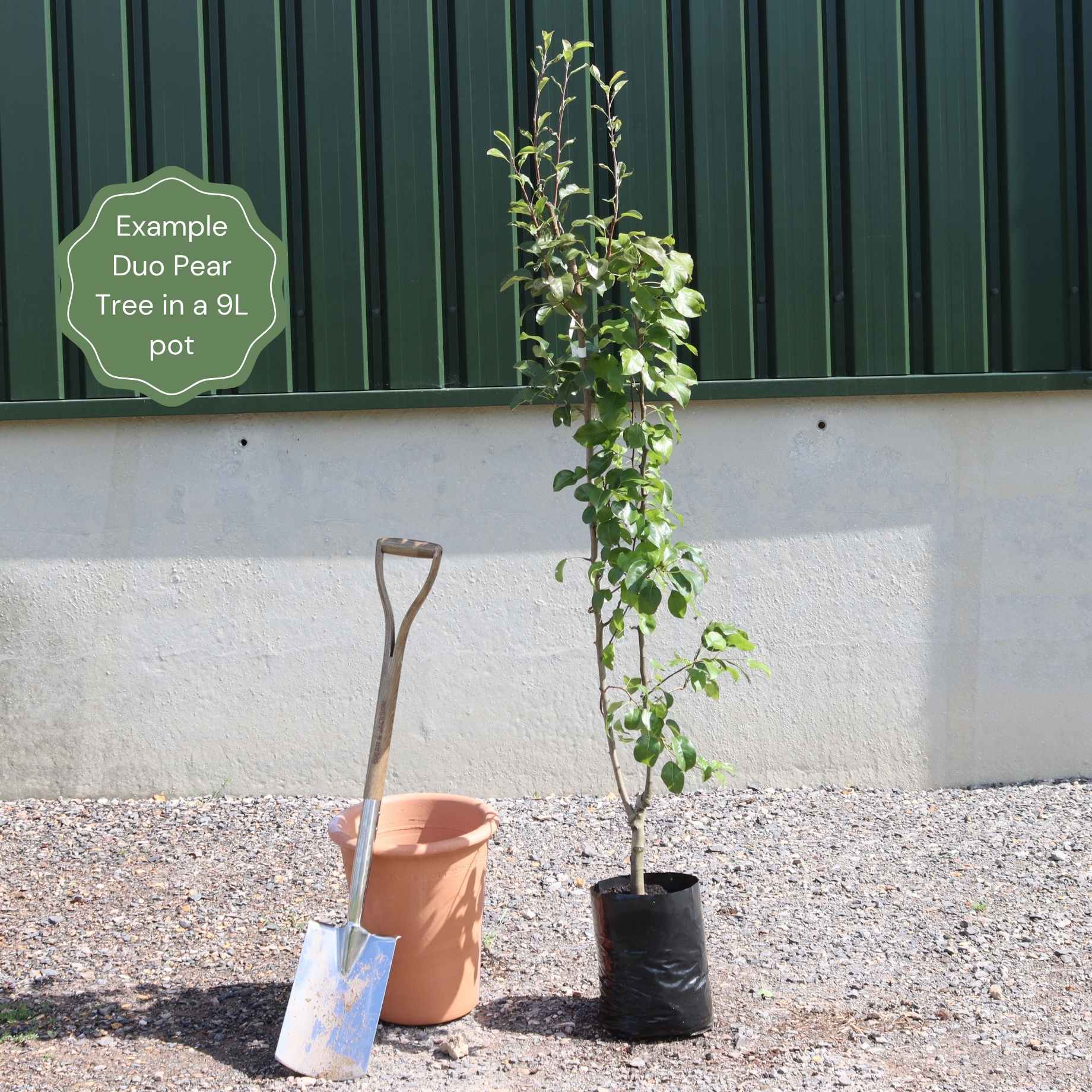 Duo Pear Tree | 'Conference' & 'Williams' Bon Chrétien' - Image 2