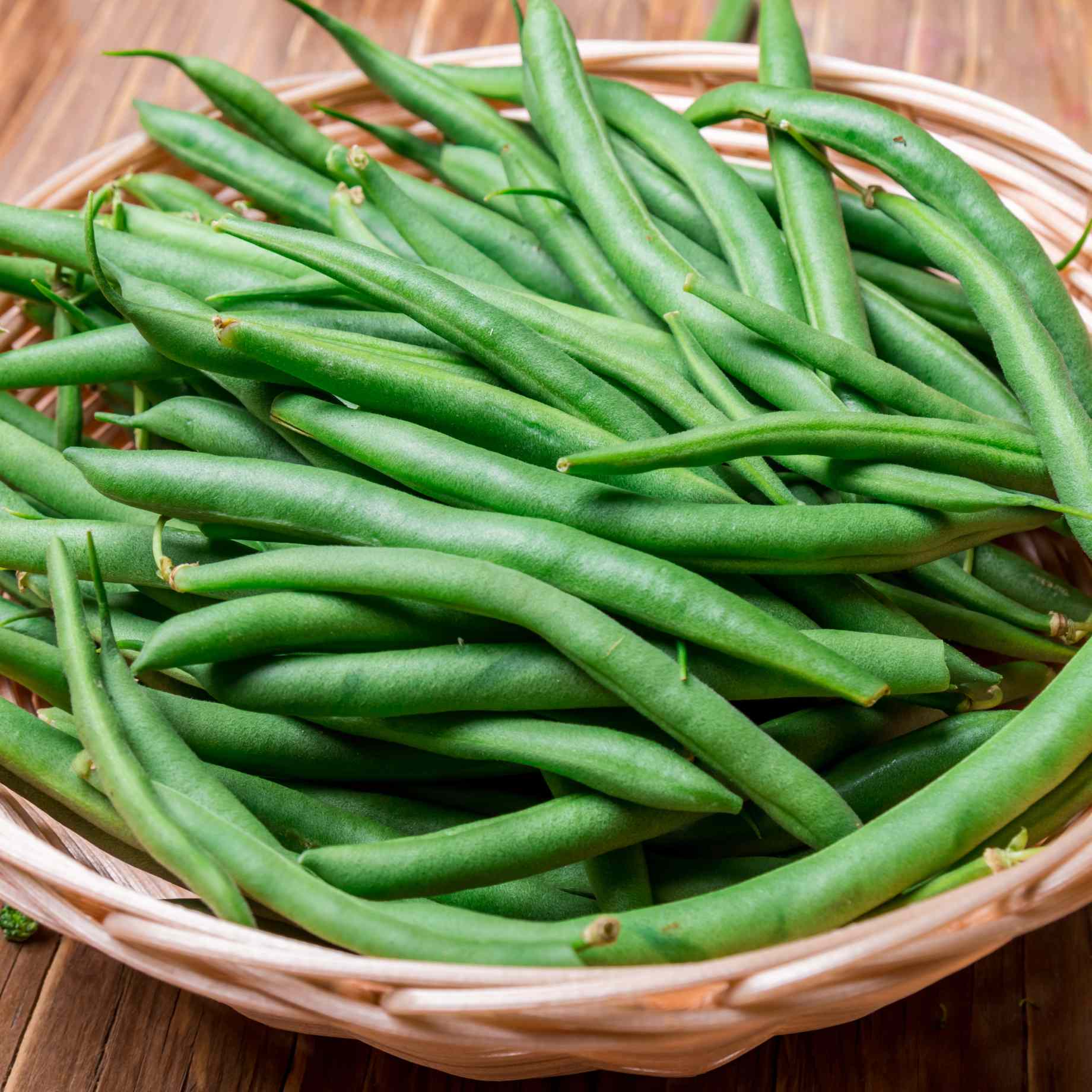 'Canadian Wonder' Dwarf French Bean Plant - Image 3