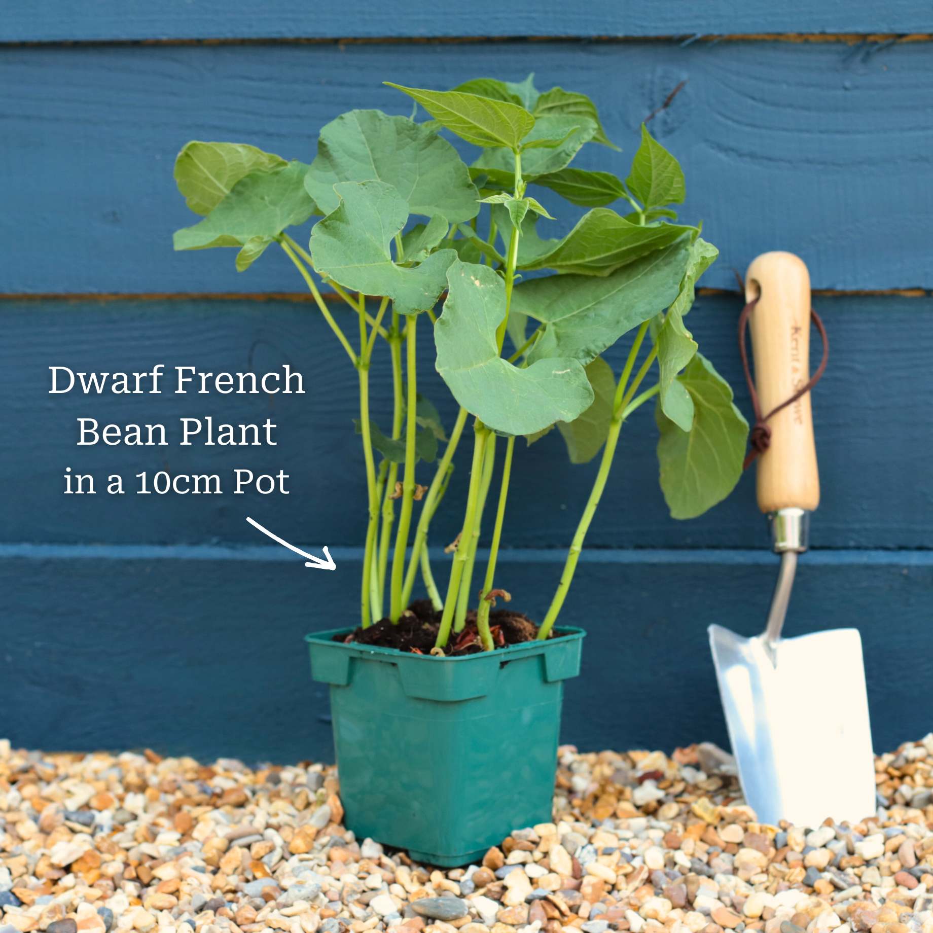 'Canadian Wonder' Dwarf French Bean Plant - Image 4
