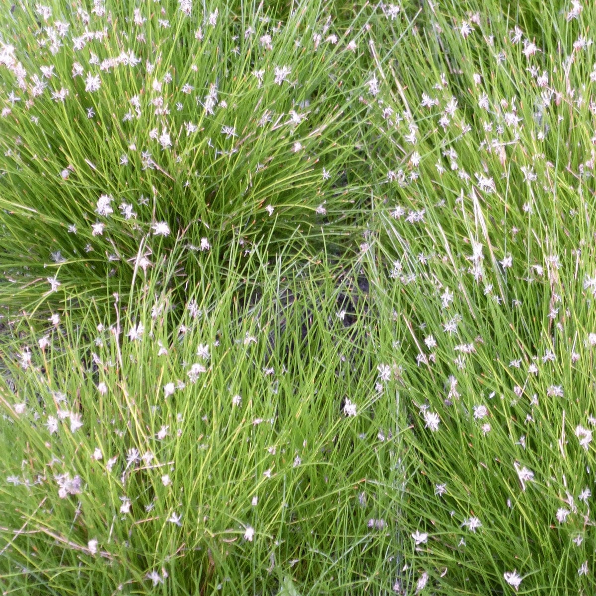 Oxygenating Dwarf Hairgrass | Eleocharis acicularis - Image 4