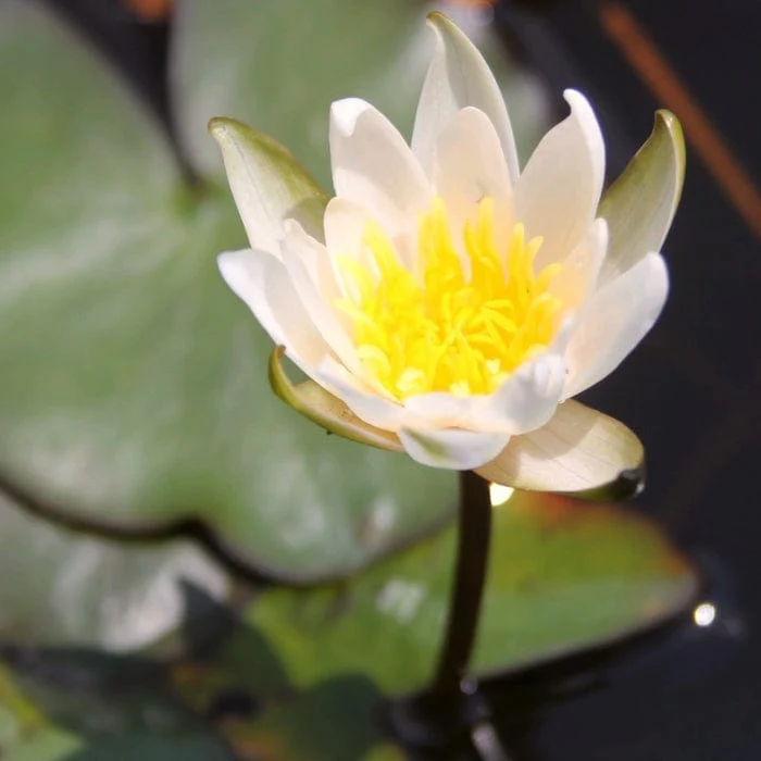 Dwarf Water Lily | Nymphaea 'Snow Princess' - Image 2