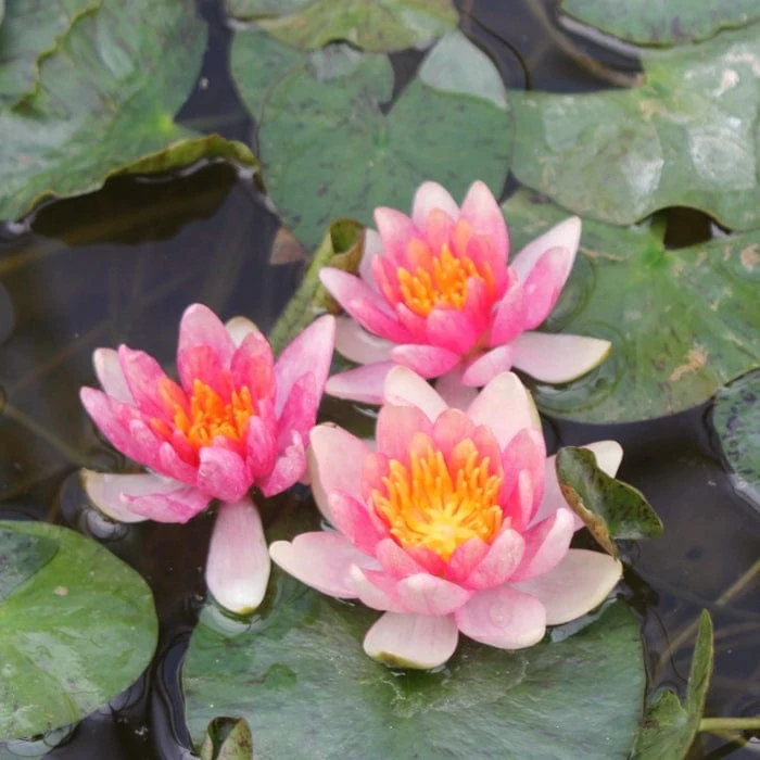 Dwarf Water Lily | Nymphaea 'Solfatare' - Image 3