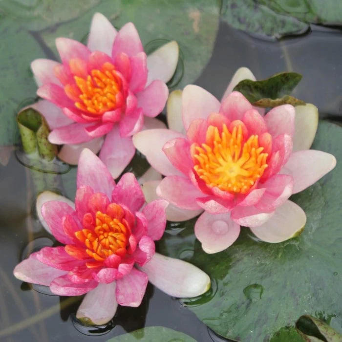Dwarf Water Lily | Nymphaea 'Solfatare' - Image 4
