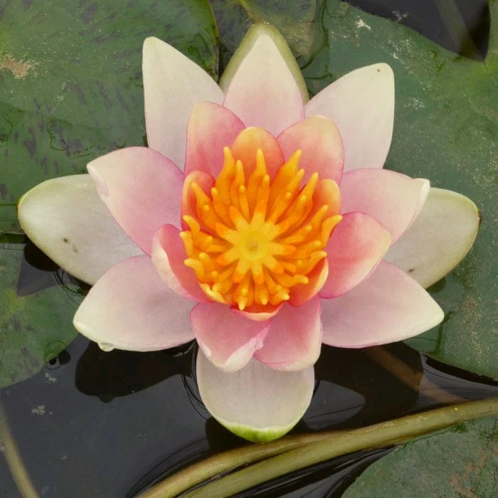 Dwarf Water Lily | Nymphaea 'Solfatare' - Image 8