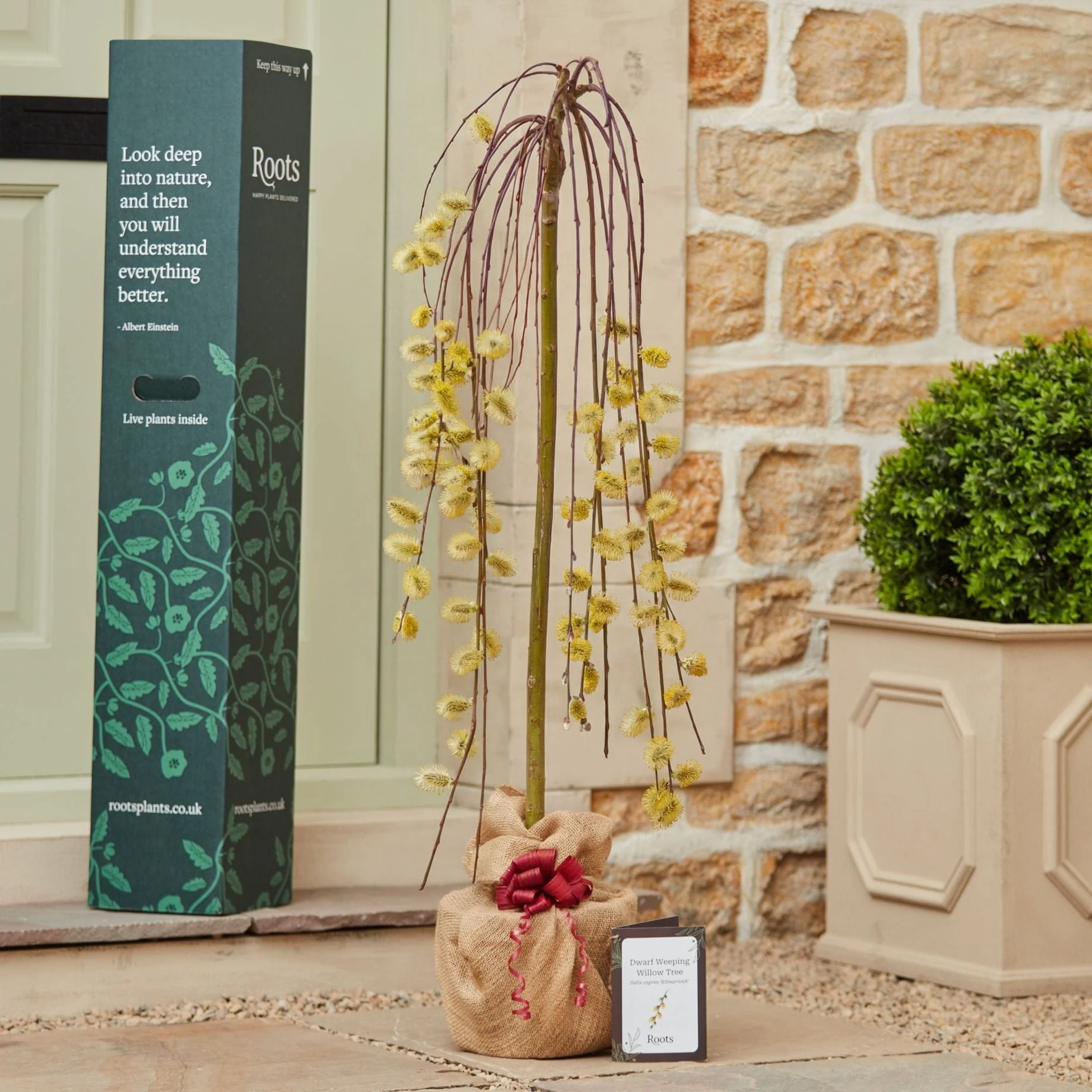 Dwarf Weeping Willow Tree Gift