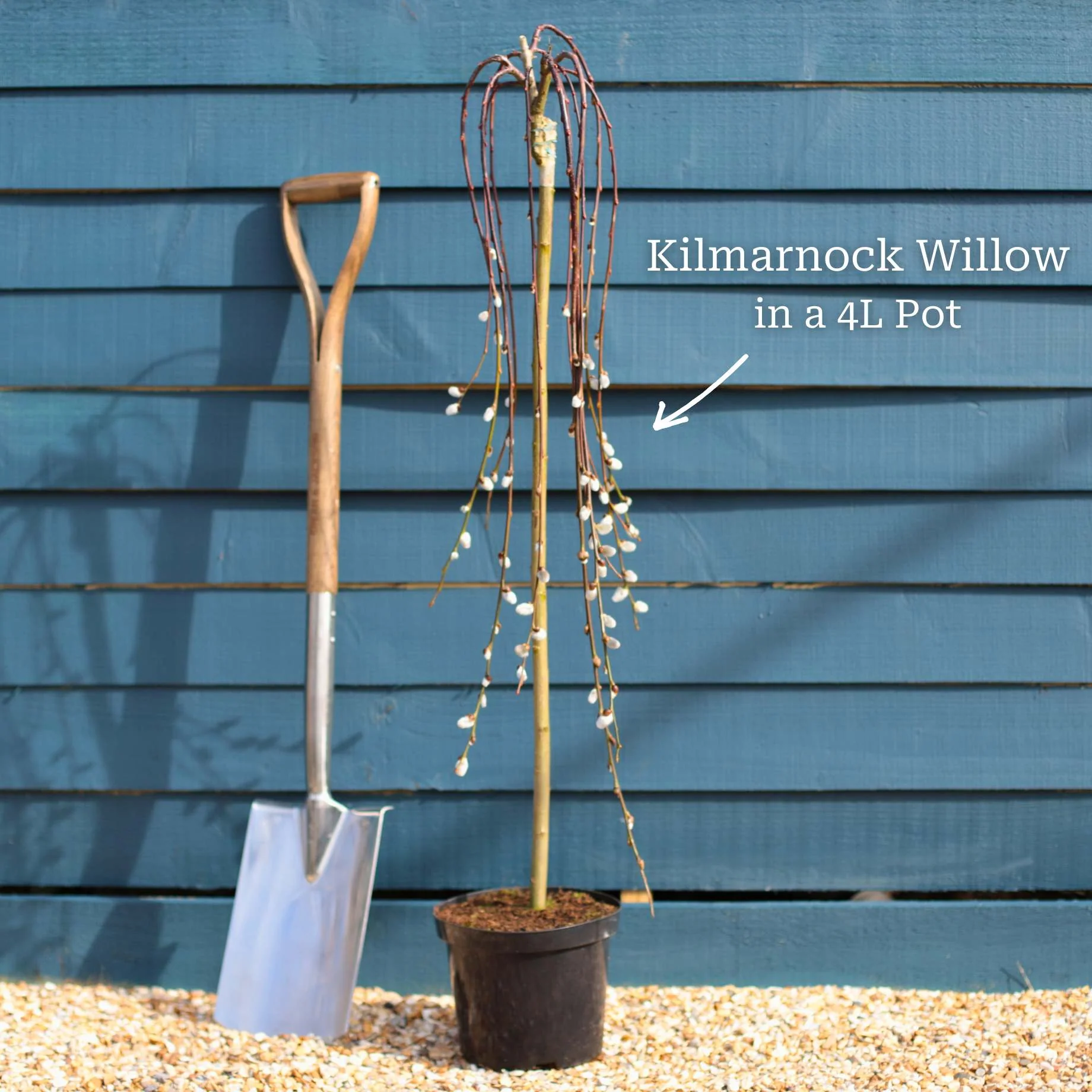'Kilmarnock' Dwarf Weeping Willow Tree | Salix caprea - Image 10