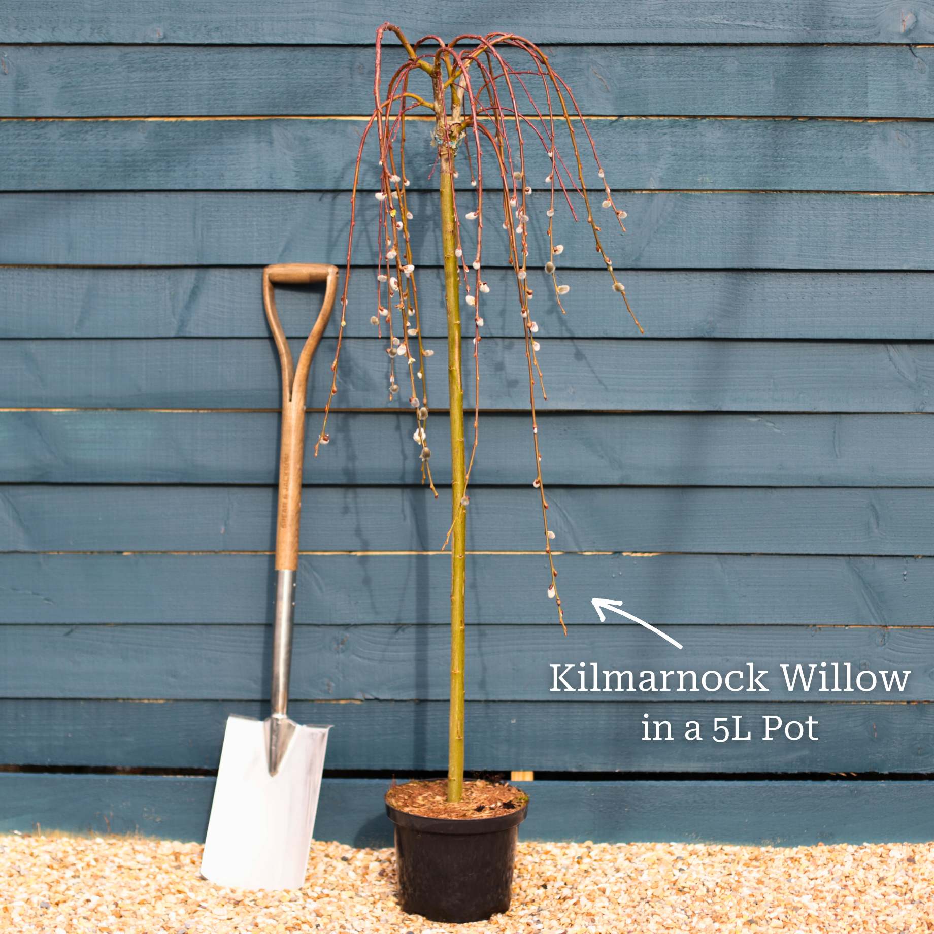 'Kilmarnock' Dwarf Weeping Willow Tree | Salix caprea - Image 11