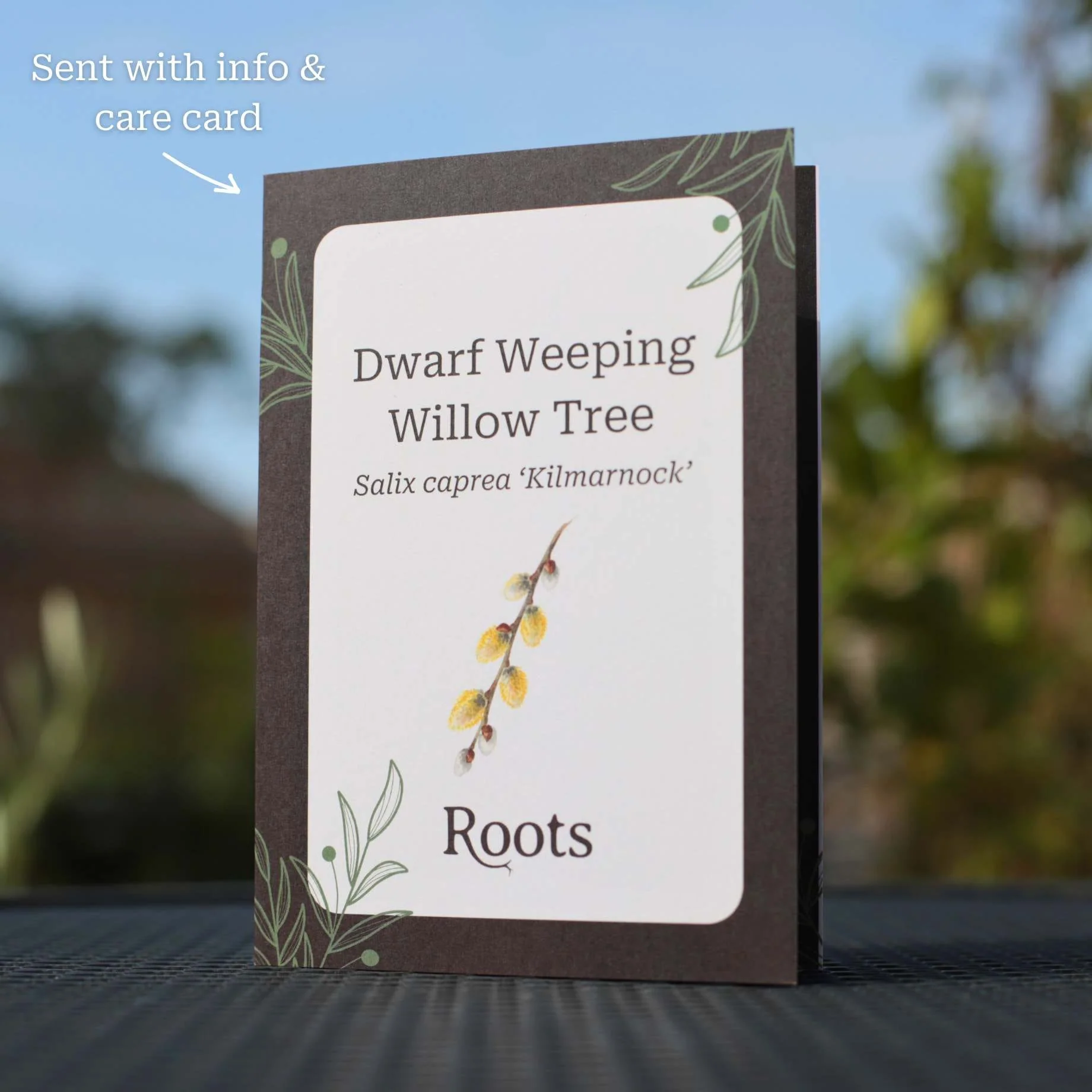 Dwarf Weeping Willow Tree Gift - Image 3