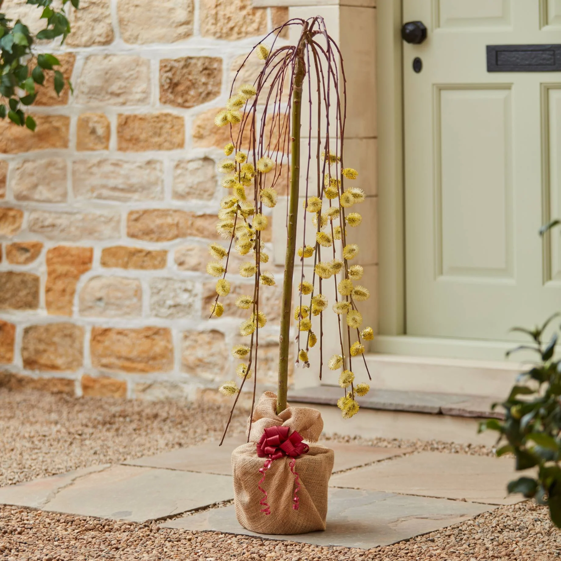 Dwarf Weeping Willow Tree Gift - Image 5