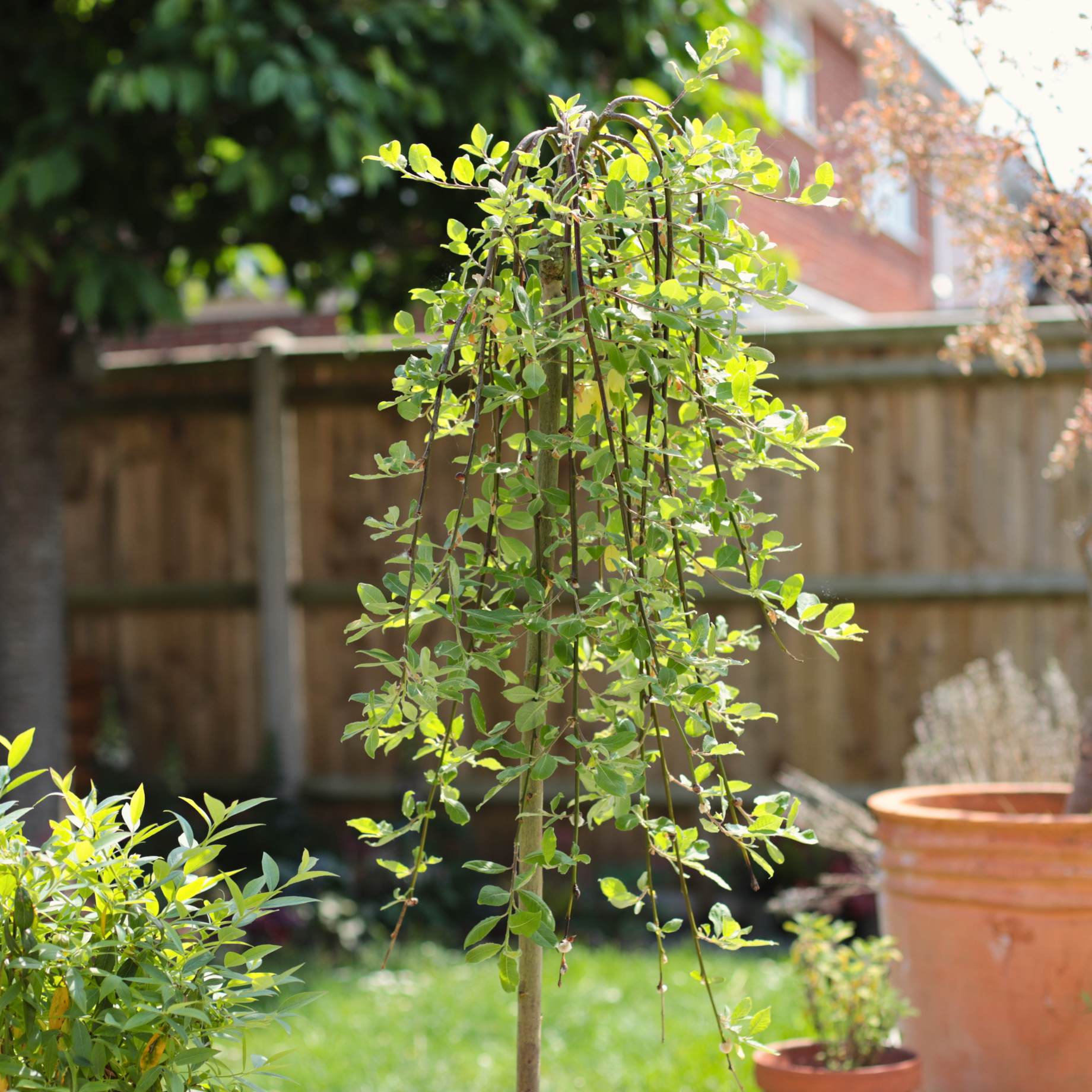'Kilmarnock' Dwarf Weeping Willow Tree | Salix caprea - Image 9