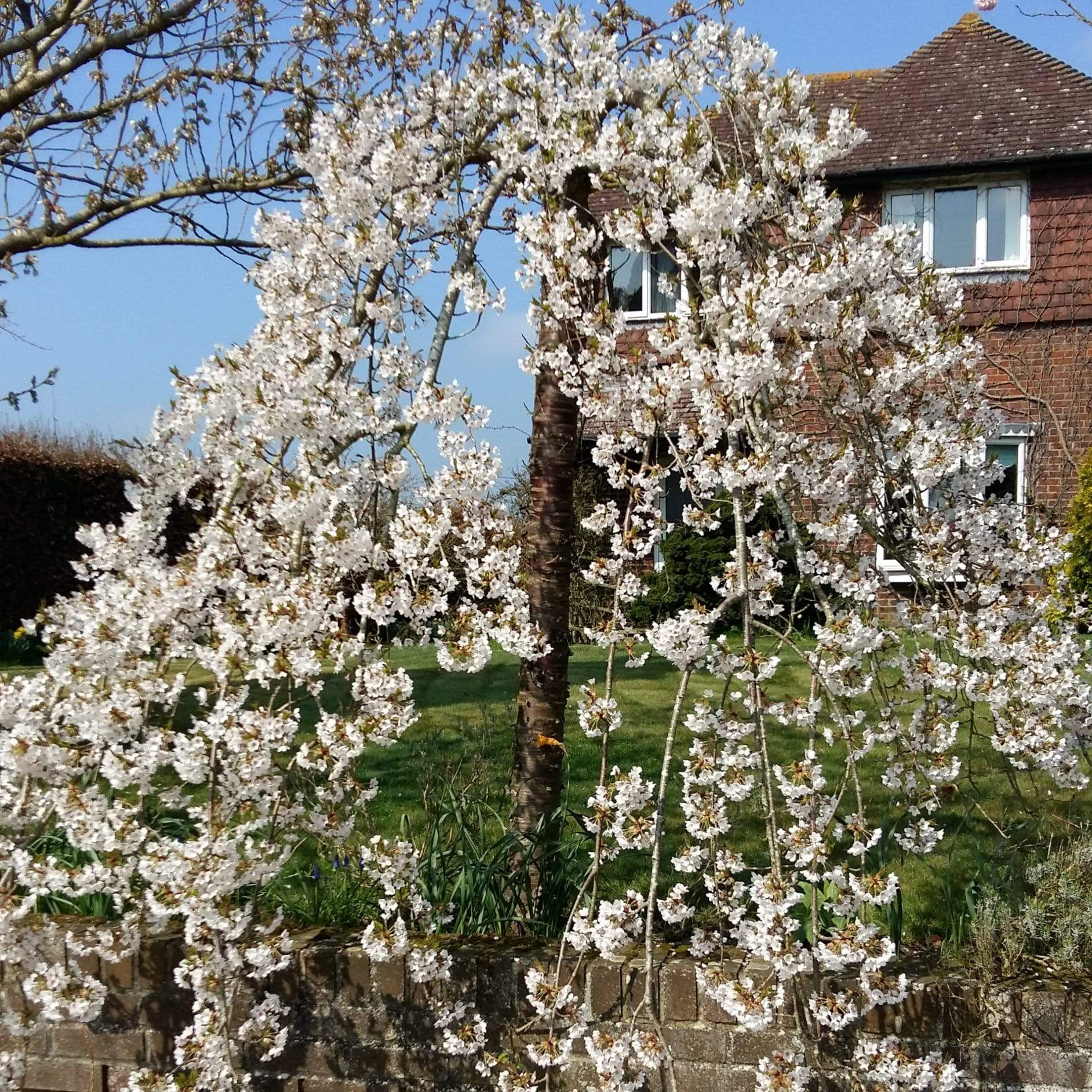 Dwarf Weeping Yoshino Cherry | Prunus yedoensis 'Ivensii' - Image 3